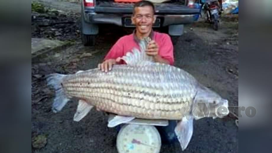 Ahmad Hussaini bersama ikan temoleh yang ditangkap di Sungai Perak, Kampung Luat di Lenggong semalam sebelum dijual ke restoran di Kuala Kangsar. Foto Mohd Rashidi Yusuf