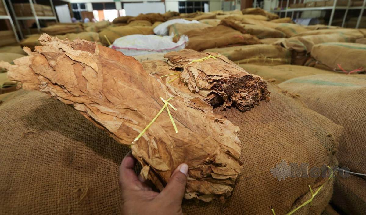 LKTN merampas 21,000 kilogram (kg) daun tembakau jenis virginia membabitkan nilai sebanyak RM650,000. FOTO Nik Abdullah Nik Omar