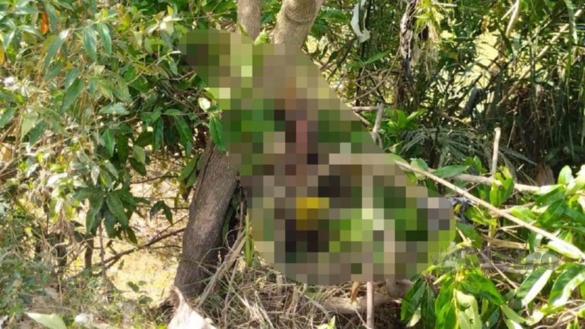 Mayat mangsa tembak yang ditemui tersangkut pada pokok di tebing Sungai Golok. FOTO IHSAN POLIS