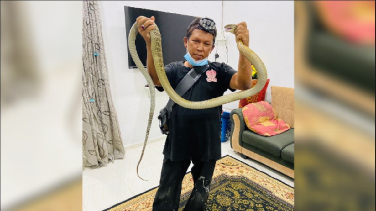 MOHD Nizam menangkap ular tedung selar yang memasuki rumah penduduk. FOTO Ihsan Mohd Nizam