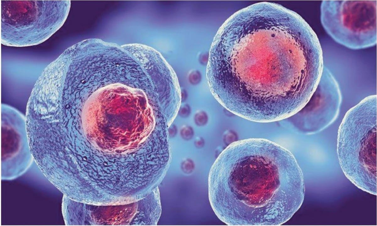 SEL stem ialah sel unik berupaya untuk membeza menjadi pelbagai jenis sel, tisu dan organ berfungsi badan manusia. 