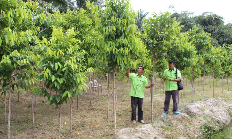 PAK Ryan dan adiknya, Zolkefli Baba memeriksa keadaan pokok gaharu di ladang kepunyaan mereka.