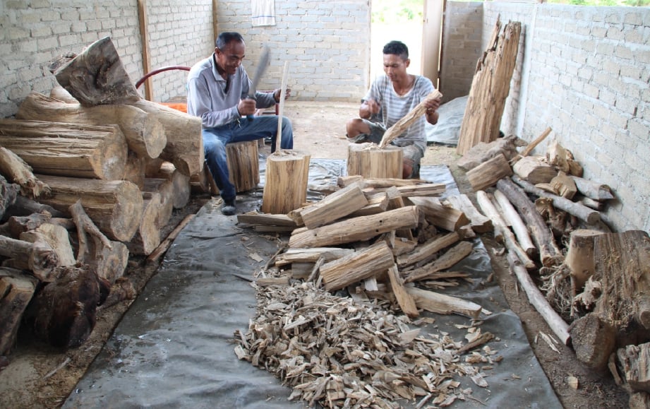 PEKERJA Mayldha Gaharu menakik kayu gaharu untuk dihancurkan sebelum proses mendapatkan pati minyak gaharu.