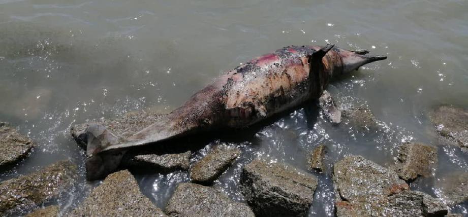 IKAN lumba-lumba yang ditemui mati di pantai Ban Pecah berhampiran Tanjung Piandang. FOTO IHSAN JABATAN PERIKANAN