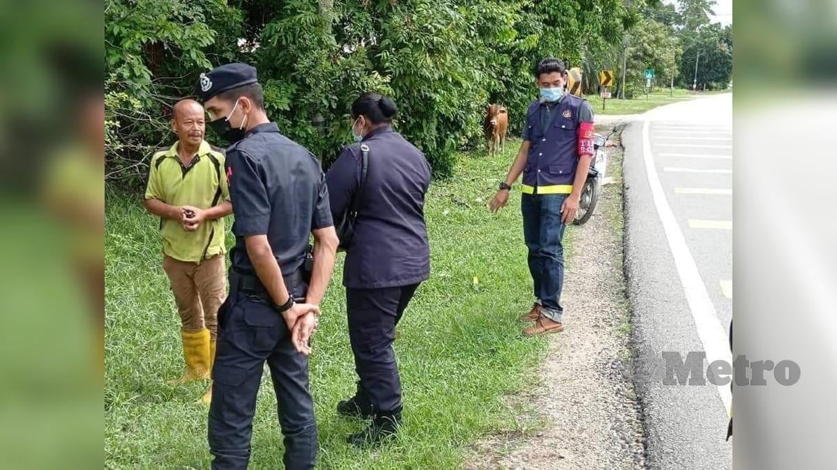 POLIS mengeluarkan kompaun RM1,500 kepada penternak lembu yang tidak memakai pelitup muka ketika berada di hadapan rumahnya di Kampung Pasir Tok Kambing. FOTO ihsan pembaca 
