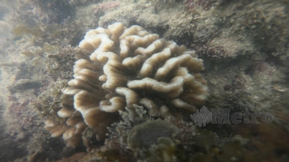 ANTARA terumbu karang yang ditemui. FOTO HASSAN OMAR