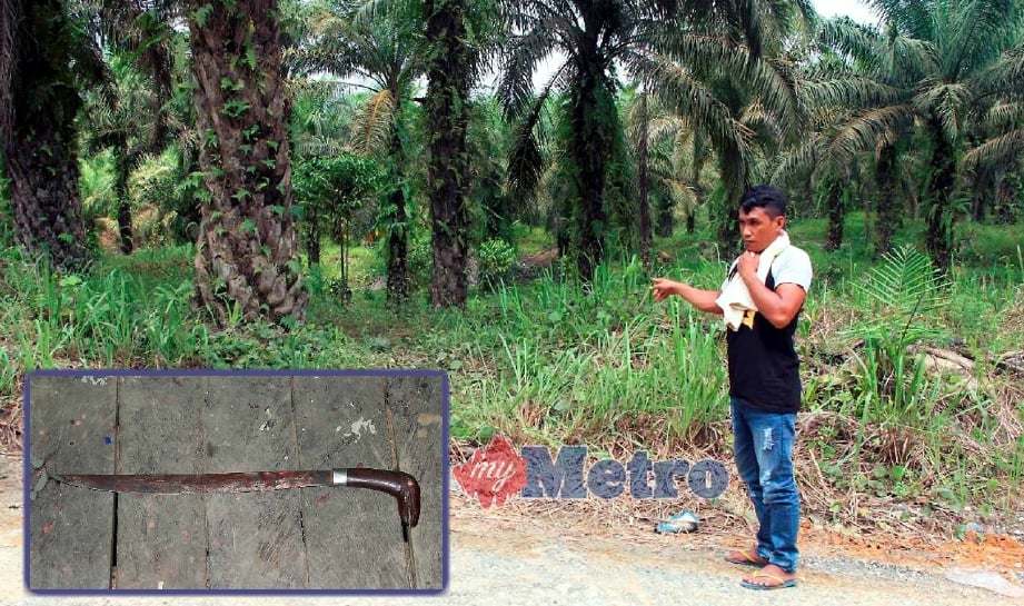 LOKASI kejadian mangsa ditetak dengan parang sehingga mati di ladang kelapa sawit di Kampung Sungai Lokan, Beluran, petang semalam. FOTO ihsan polis