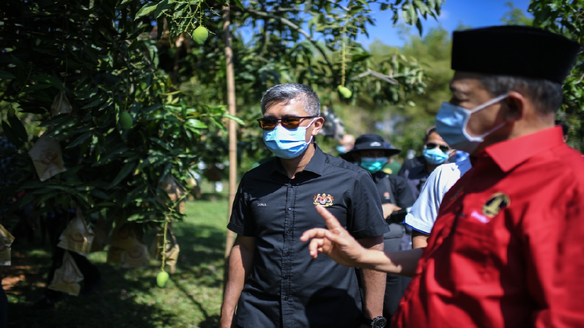 TENGKU Datuk Seri Zafrul Tengku Abdul Aziz mendengar penerangan daripada Ahli Parlimen Arau, Datuk Seri Shahidan Kassim (kanan) ketika melawat ladang mangga harumanis di Perlis hari ini. FOTO BERNAMA