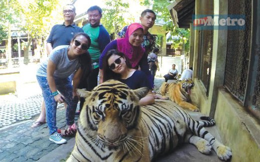 MEMBELAI harimau di Tiger Kingdom.