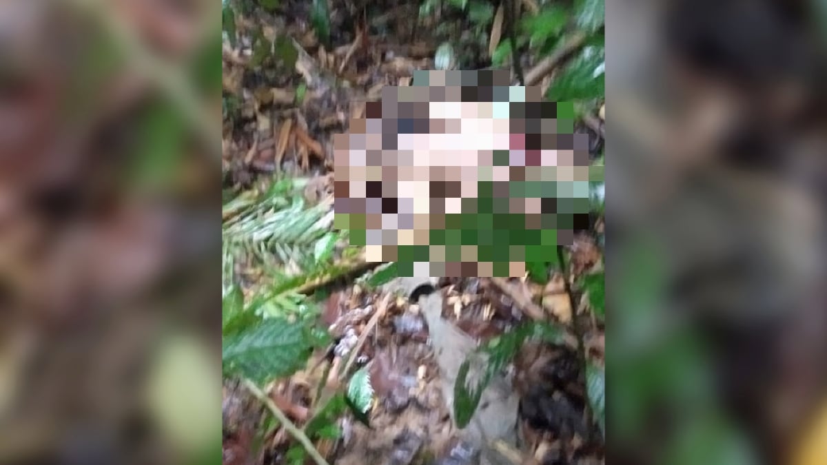 MAYAT lelaki warga Indoensia dipercayaid dibaham harimau ditemukan dalam ladang kebun getah dekat Kuala Wok, Pos Pasik, Gua Musang. FOTO Ihsan Pembaca