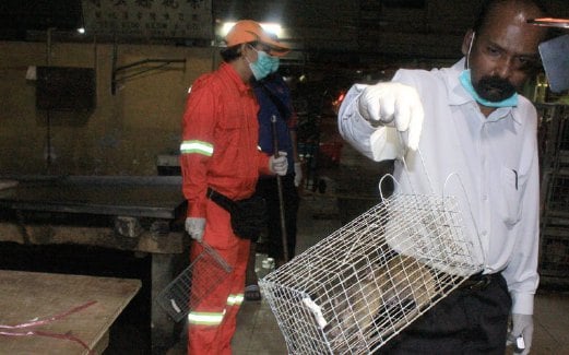 Mariappan  menunjukkan dua daripada tujuh tikus yang  dijerat dalam tempoh kurang lima minit selepas perangkap tikus dipasang  di Pasar Pudu, Jumaat lalu.