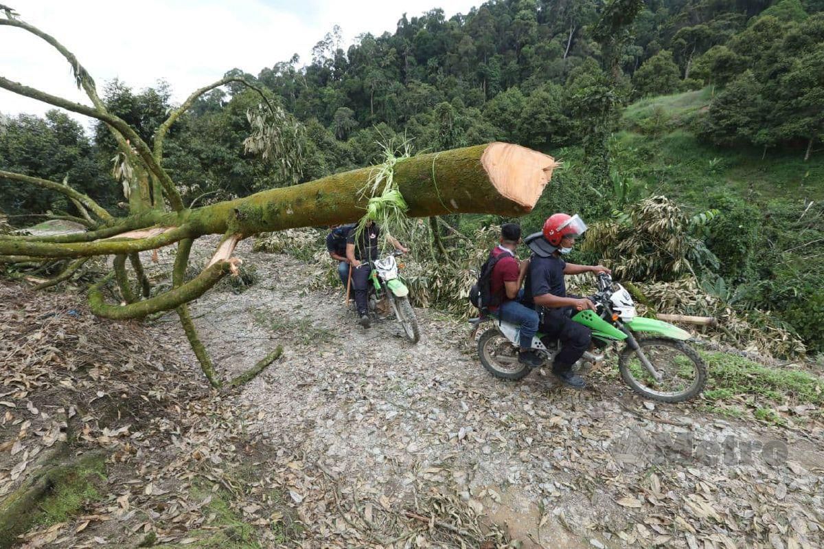ANGGOTA polis memantau operasi menebang pokok durian Musang King di Hutan Simpan Batu Talam. FOTO Mohd Rafi Mamat