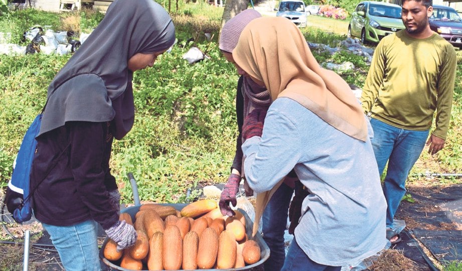 ANTARA pelajar Pengurusan Ladang, UiTM Jengka yang membuat latihan di kebun Mohd Zuhri.