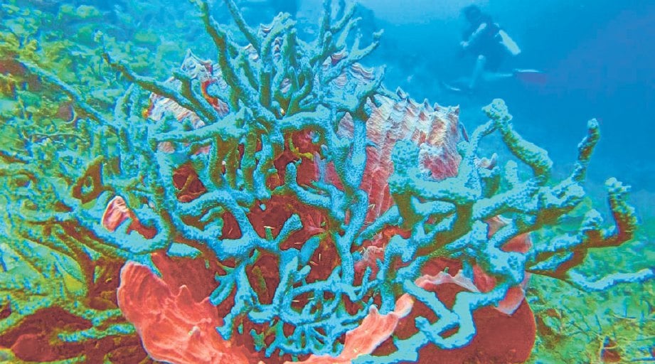 TERUMBU karang yang hidup pada tukun tiruan.