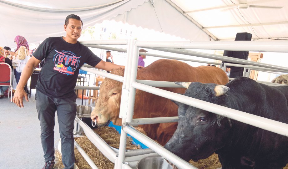 KAMARRUZAMAN bersama sebahagian lembu kacukan miliknya pada pameran di Ekspo Johor Berkemajuan.