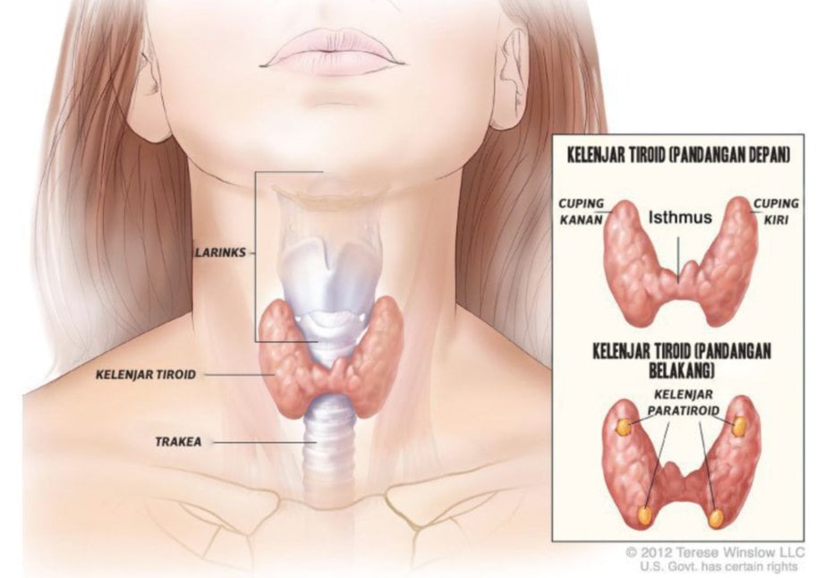 ANATOMI kelenjar tiroid dan paratiroid