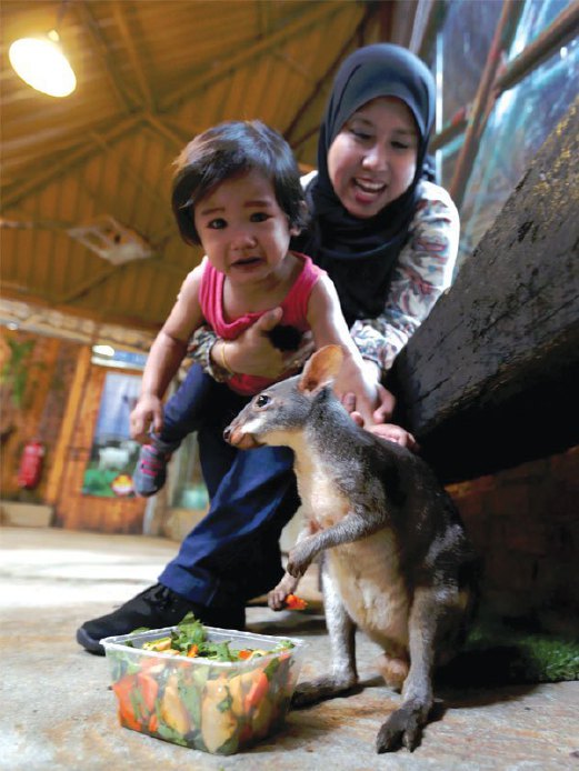 SI kecil Nur Kaisara Ahmad Fauzal melihat kanggaru yang comel.