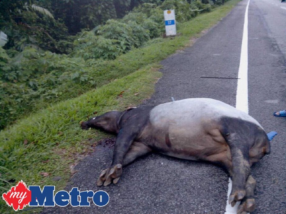Tapir yang ditemui mati di tepi Jalan Jeli- Dabong, dekat Kampung Renyuk, hari ini. FOTO ihsan PERHILITAN