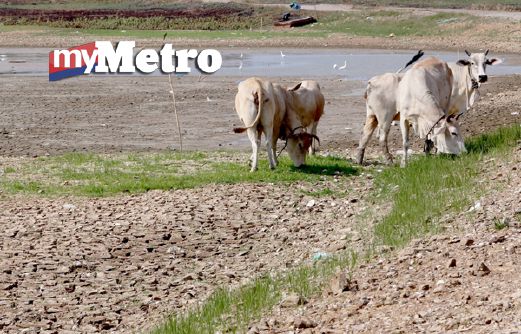 Lembu ternakan meragut rumput di kawasan Empangan Timah Tasoh yang kering akibat cuaca panas berikutan fenomena El Nino. FOTO Eizairi Shamsudin 