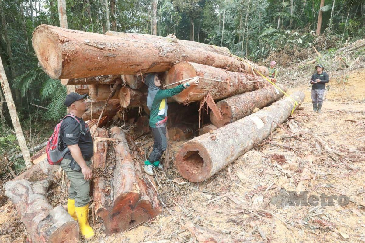 ANGGOTA UPK Zon Pahang Barat memeriksa balak yang ditebang tanpa lesen di Kompartmen Satu Hutan Simpan Benchah. FOTO Mohd Rafi Mamat