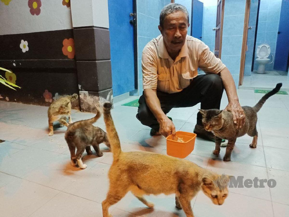 Baharudin Ahmad memberi makan kucing terbiar tempat dia bekerja menjaga tandas di Alai. FOTO NAZRI ABU BAKAR