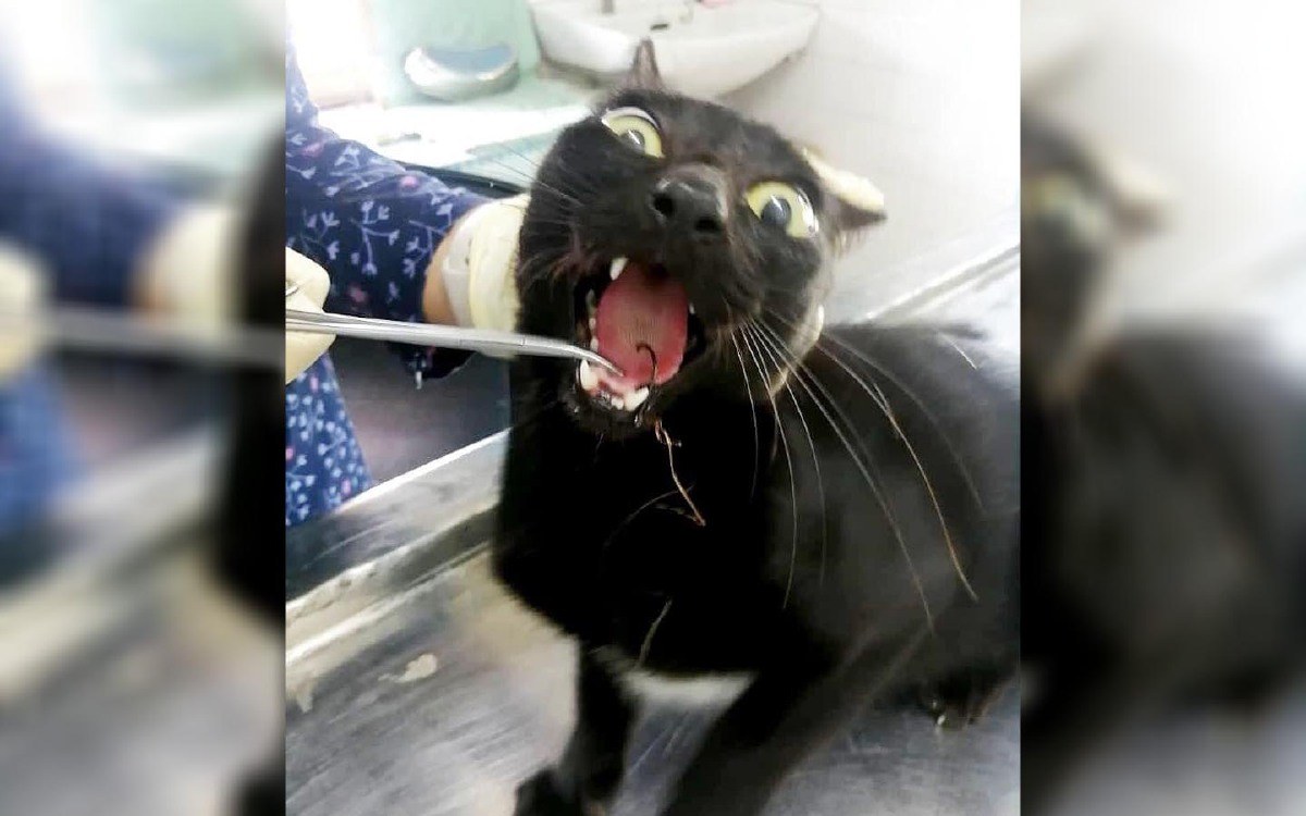 MATA kail yang tersangkut pada lidah kucing selepas makan keratan ikan umpan memancing. FOTO RAFI MAMAT