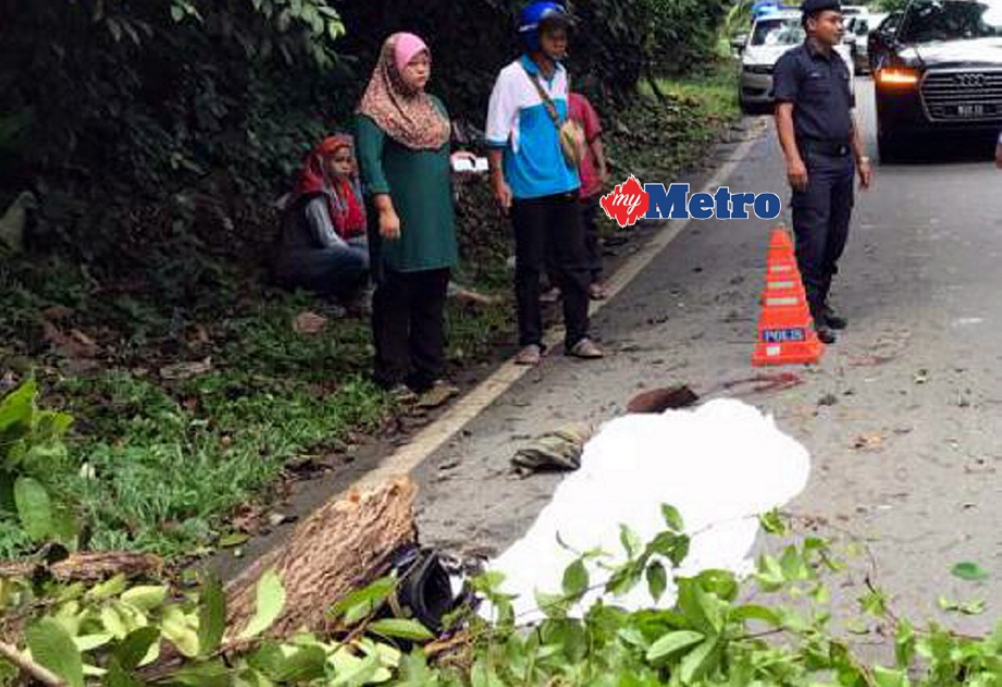 MANGSA meninggal dunia di tempat kejadian selepas dihempap dahan pokok ketika menunggang motosikal  melalui Jalan Jerantut ke Felda Padang Piol di KM12 Kampung Paya Garuk. FOTO/ROSELAN AB MALEK