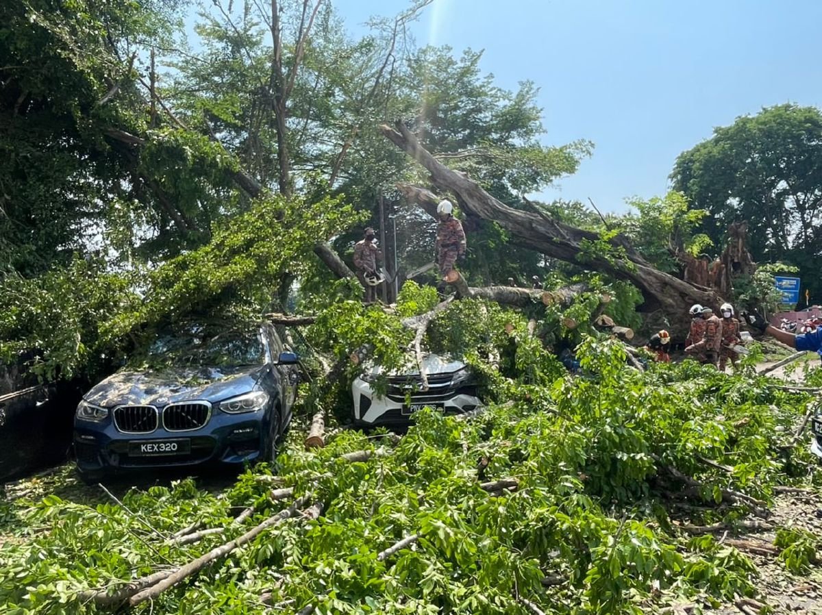 Pokok sena berusia 50 tahun tumbang dan menghempap kenderaan di kawasan parkir Klinik Kesihatan Bandar, hari ini.FOTO IHSAN PEMBACA