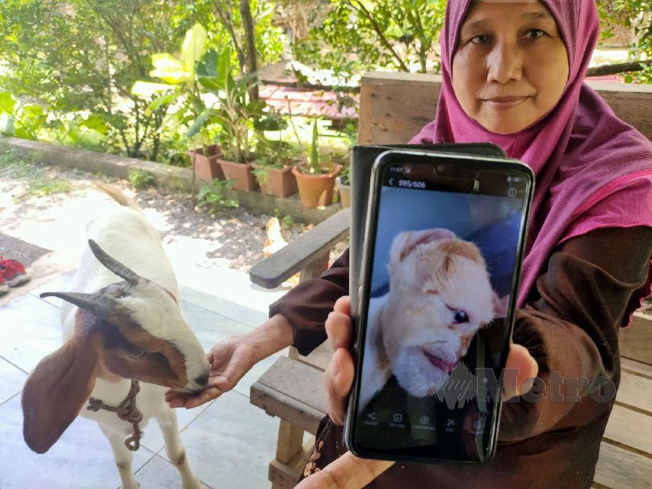 AZLINA menunjukkan gambar anak kambing yang dilahirkan Tumphi namun mati sejurus dilahirkan. FOTO ZULIATY ZULKIFFLI