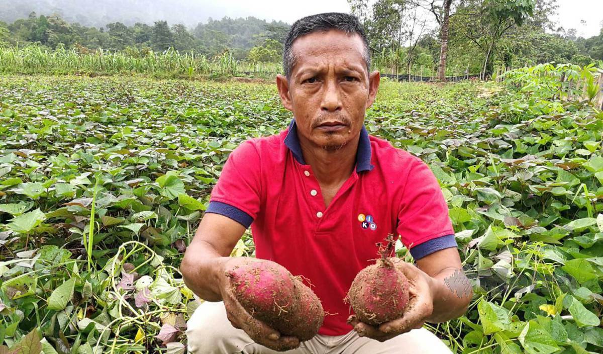 TENGKU Muhammad Zulkarnain menunjukkan ubi lembayung yang mendapat permintaan tinggi di musim tengkujuh. FOTO Rosli Ilham