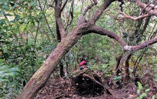 DAHAN, ranting dan akar pokok yang tumbuh berselirat memerlukan pendaki lebih berhati-hati ketika menuju puncak Gunung Berantai.