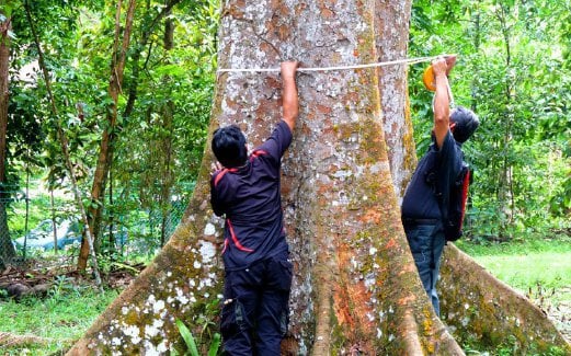 PENYELIDIKAN bermula di kawasan hutan FRIM di Kepong.