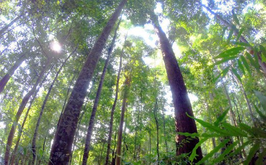 HUTAN Dipterokarpa antara majoriti jenis hutan yang terdapat di Malaysia.