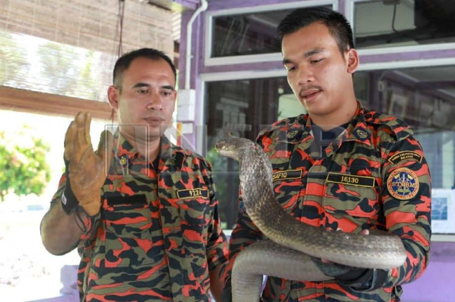 SAFIQ (kanan) menunjukan cara menjinakkan ular tedung selar ketika mengendalikan kursus binatang berbisa di Pusat Latihan Perhutanan Pahang (PLPP) Belimbing, Kuantan, hari ini. FOTO Mohd Rafi Mamat. 