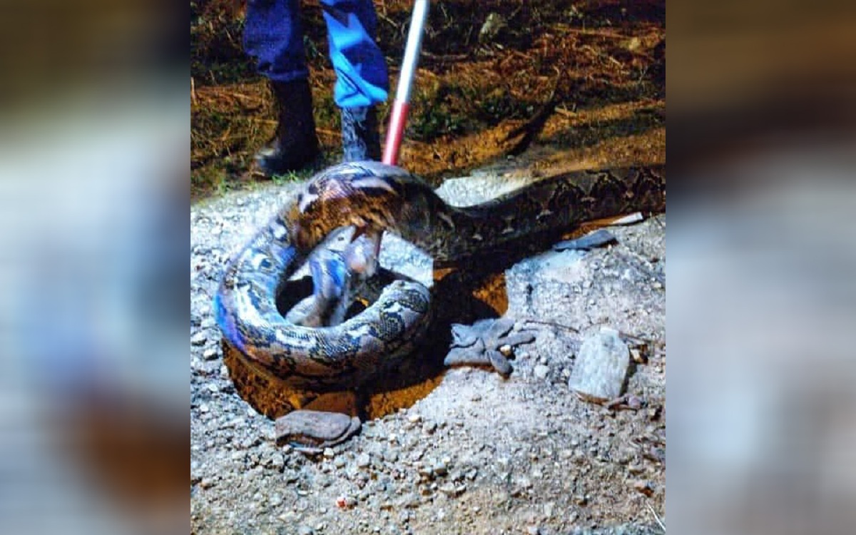SEEKOR ular sawa sepanjang 6.4 meter berjaya  ditangkap  di hadapan sebuah bengkel di Kampung Padang oleh anggota APM Kuantan. FOTO IHSAN APM KUANTAN
