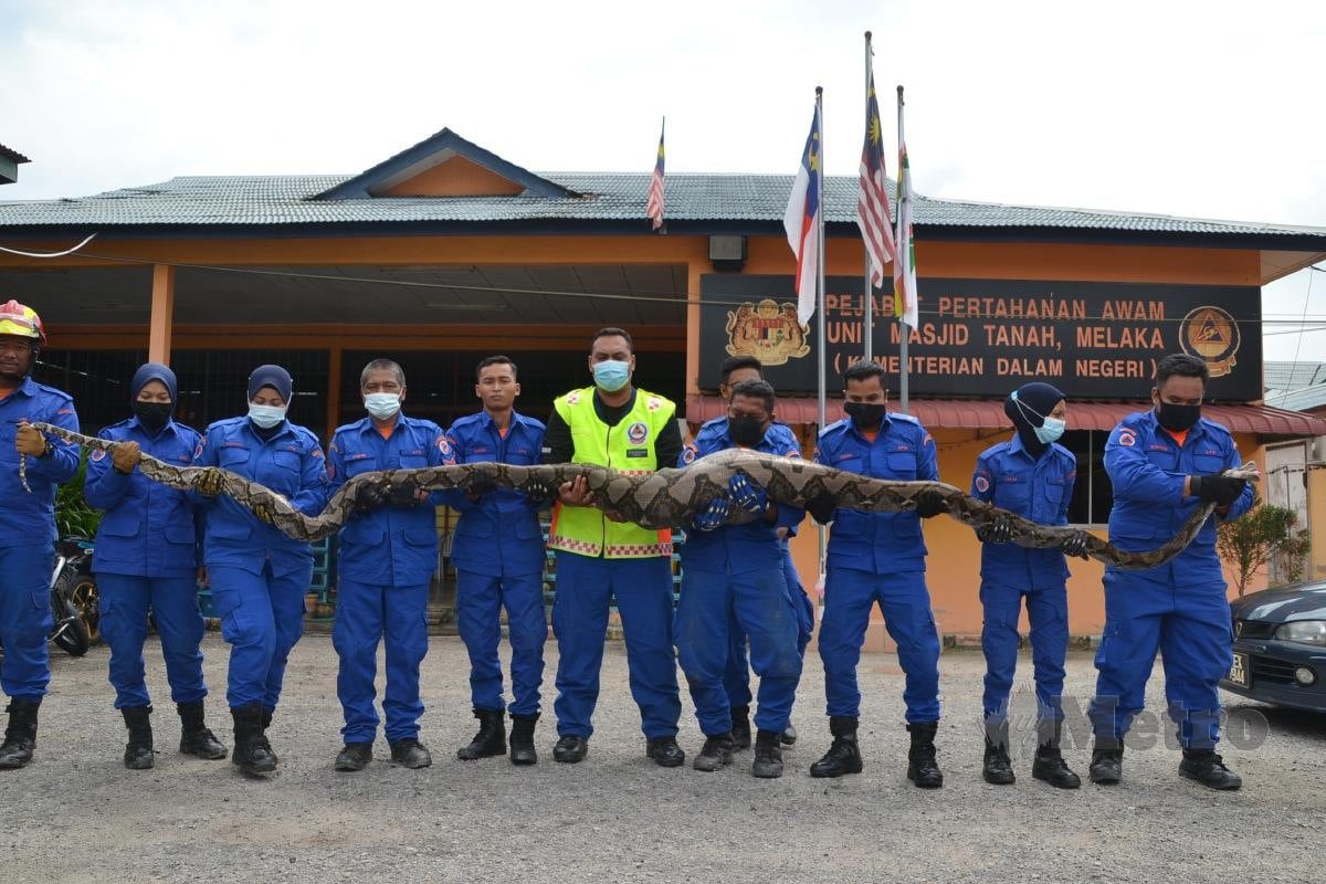 ANGGOTA APM menangkap ular sawa menelan kambing jantan besar di Kampung Ladang, Kuala Sungai Baru dekat Alor Gajah. FOTO HASSAN OMAR
