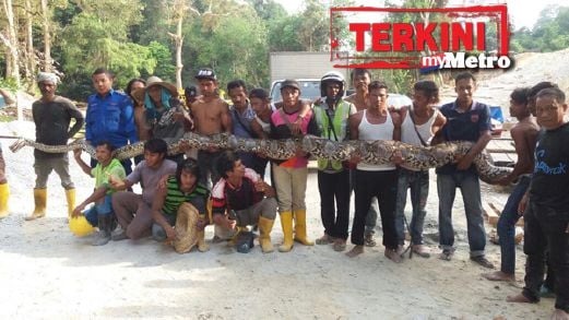 Orang ramai memegang ular sawa 12 meter yang ditemui. FOTO Ramdzan Masiam 