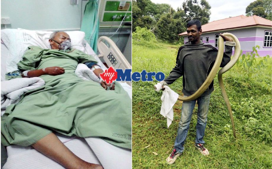 Mohd Ali dirawat di ICU Hospital Melaka. (Gambar kanan) Seorang lelaki menunjukkan bangkai ular tedung selar yang mematuk Mohd Ali. FOTO Hassan Omar 