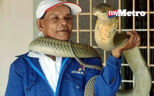 ZAHHARIMAN bersama ular tedung selar sepanjang 14 kaki yang dipelihara di rumahnya di Kampung Belantik.