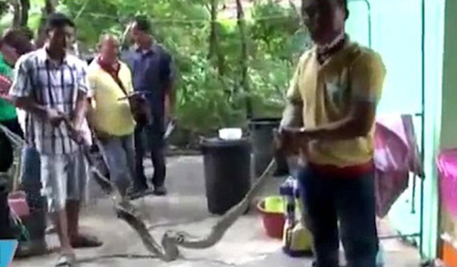 GAMBAR menunjukkan sukarelawan kampung memegang ular sawa yang ditangkap dari rumah wanita terbabit. - Agensi 