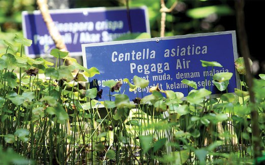 PELBAGAI jenis herba yang ditanam di taman seluas 12 hektar.