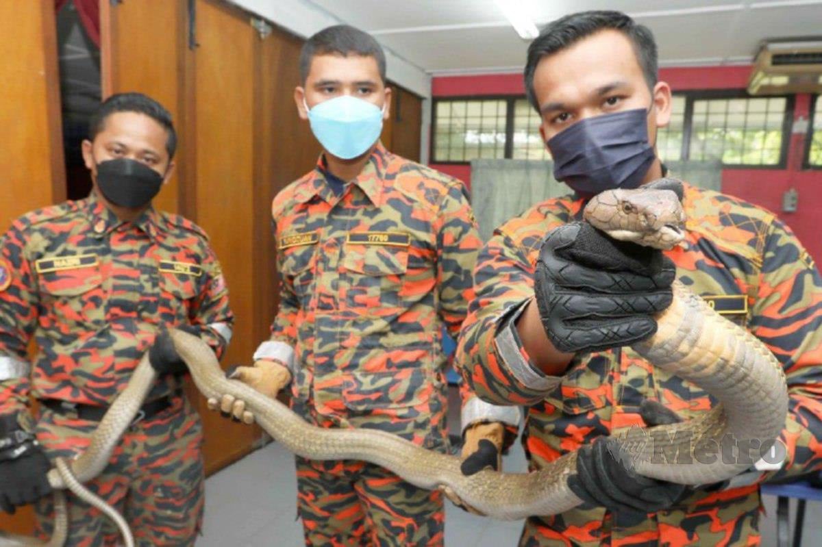 SAFIQ (kanan)  bertugas secara berpasukan ketika menangkap ular. FOTO Mohd Rafi Mamat 
