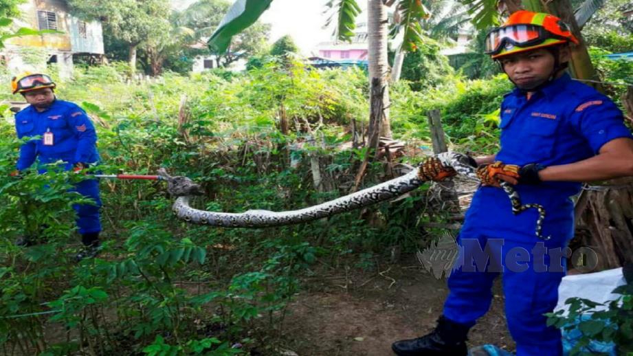 APM Bintulu menunjukkan ular sawa sepanjang lima meter berjaya ditangkap di Kampung Jabai, Bintulu.