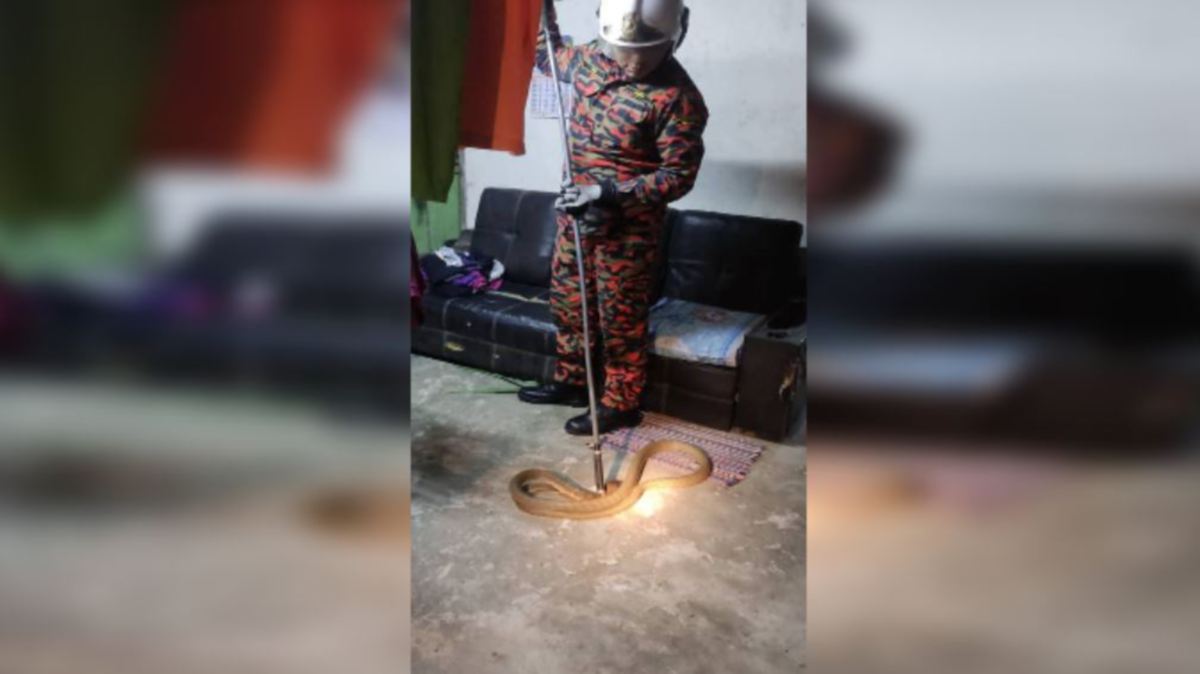 ANGGOTA bomba berjaya menangkap ular tedung yang memasuki rumah penduduk di Kampung Sungai Suloh pagi tadi. FOTO Ihsan JBPM.