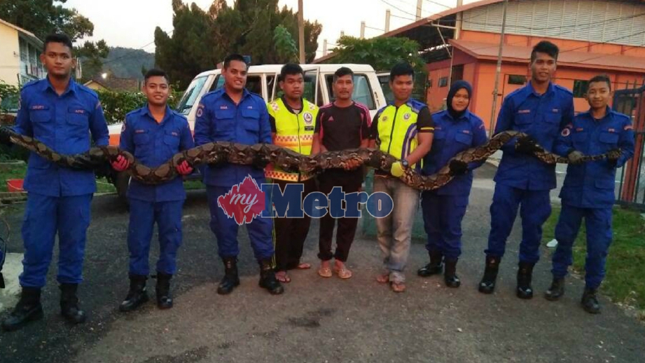 ULAR sawa yang ditangkap di Kampung Kuak Hulu, Pengkalan Hulu. FOTO APM 