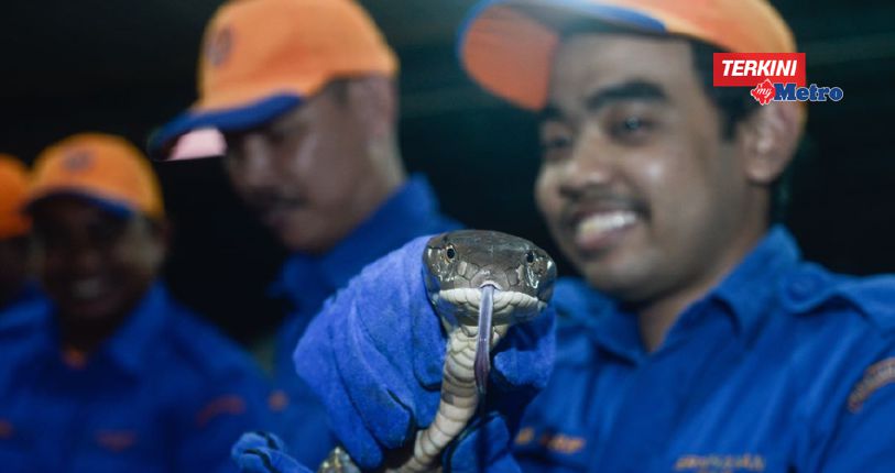 Selar telan biawak METROTV | Harian Metro