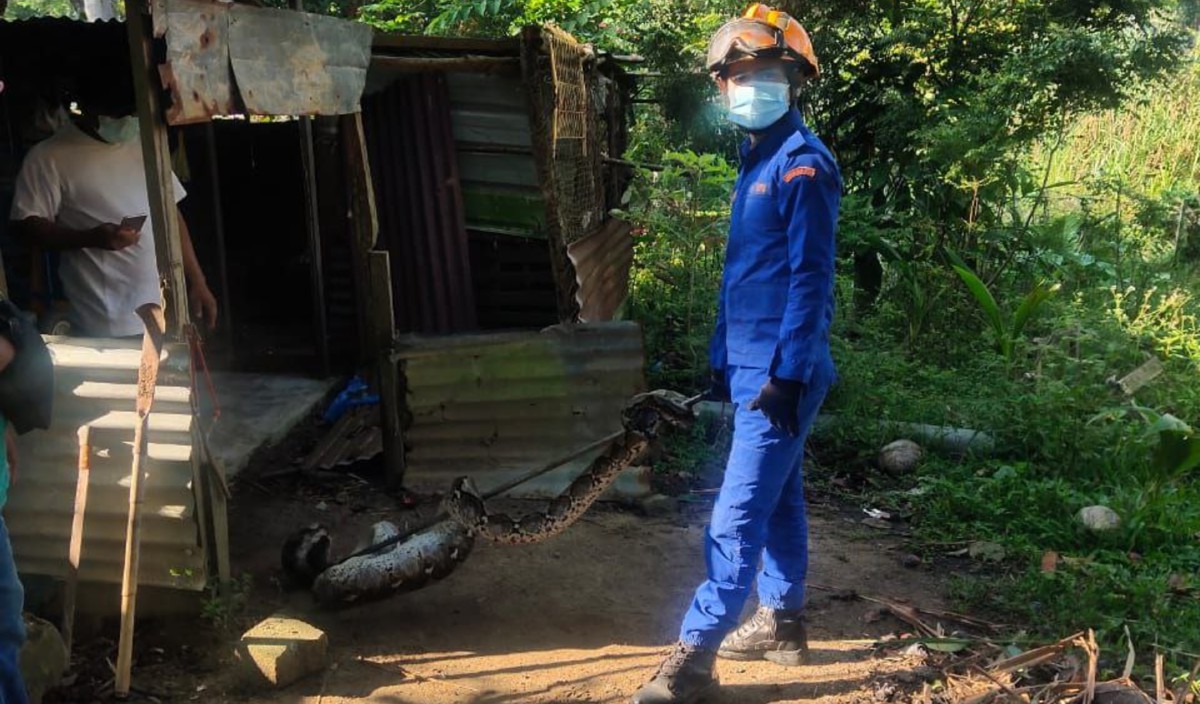 SEEKOR ular sawa yang berada dalam keadaan kekenyangan selepas menelan empat ayam ditangkap di sebuah reban di Kampung Seri Kota. FOTO Ihsan APM