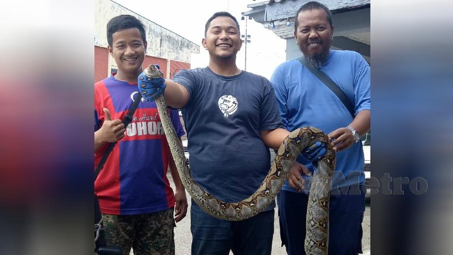 MOHAMAD Asraf (tengah) menunjukkan ular sawa batik ditangkapnya di Jalan Kampung Gubah, Segamat, hari ini. FOTO Ahmad Ismail.