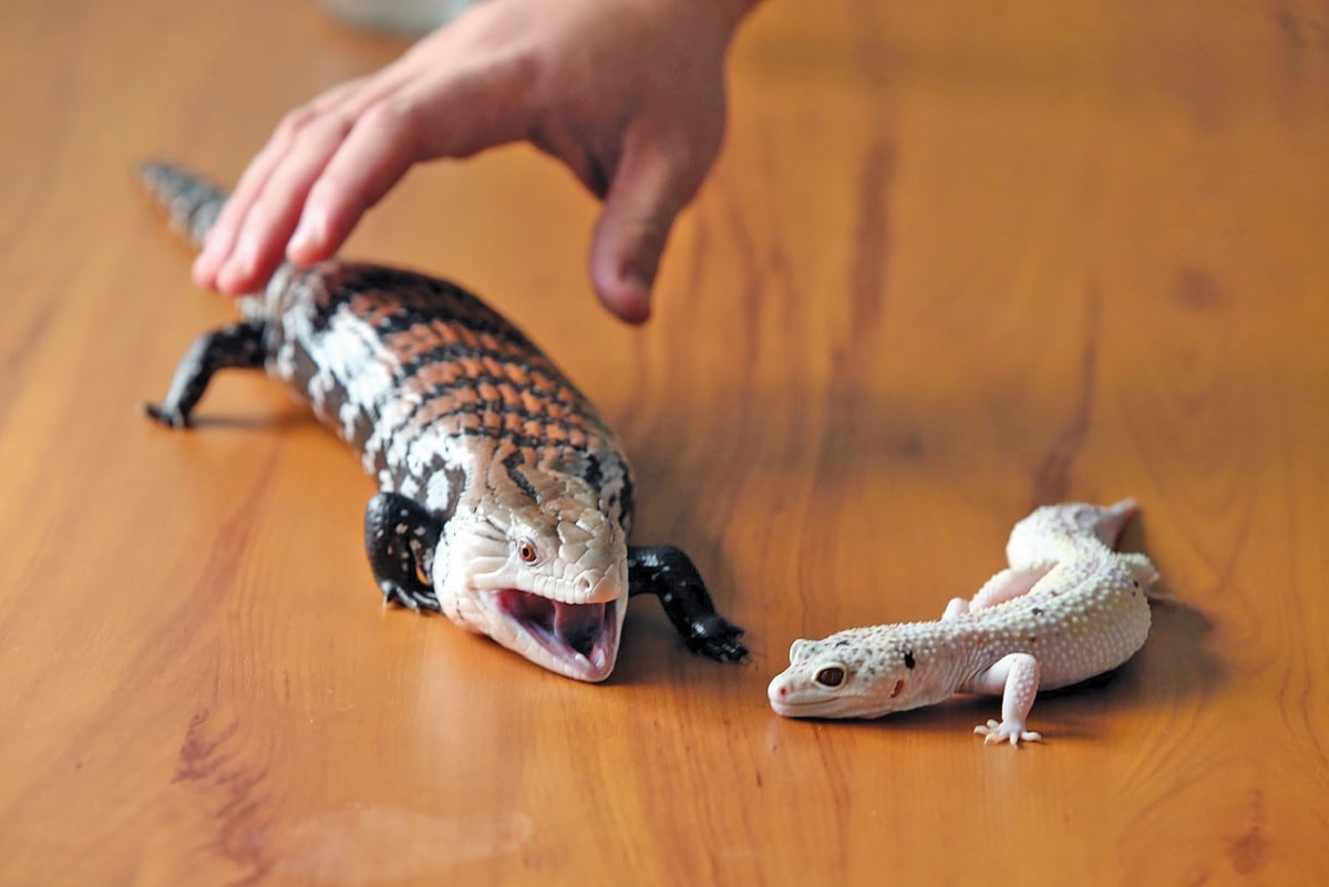 'BLUE tongued skink' (mengkarong darat) dan 'leopard gecko'