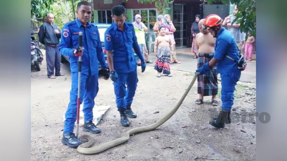 ANGGOTA APM berjaya menangkap ular tedung selar yang memasuki rumah penduduk di Kampung Terbak, Siong, hari ini. FOTO ihsan APM.